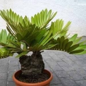 Zamia palm