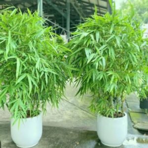 Buddha bally bamboo