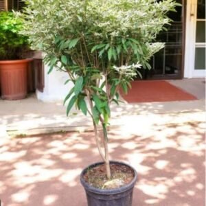 White poinsettia
