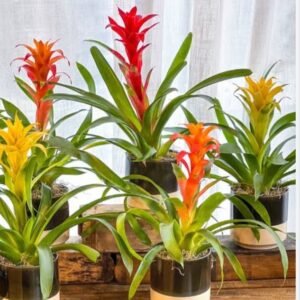 Bromeliada