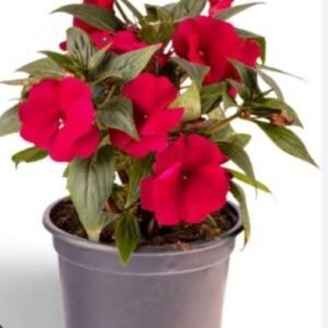 Impression plant