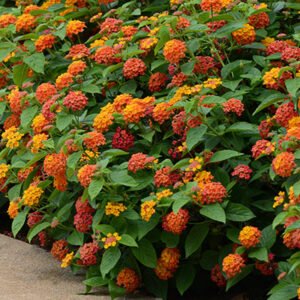 Lantana
