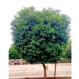 Morchali plant