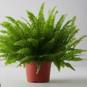 Fun Plant
