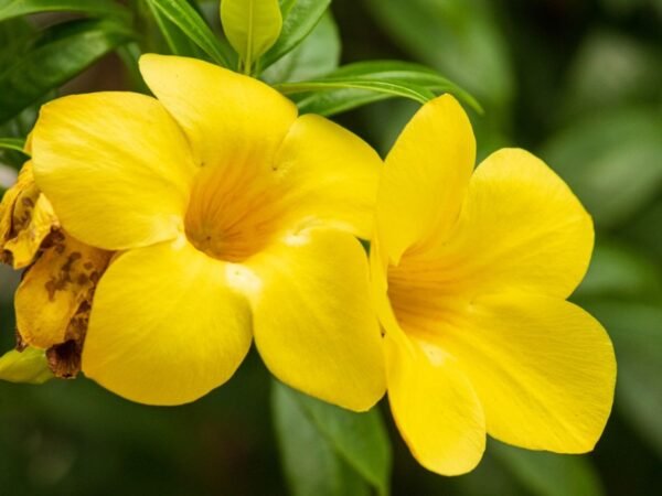 Allamanda bel