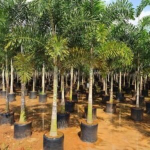 Foxtail palm