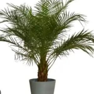 Phonc palm