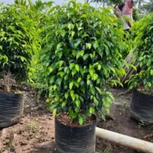 Black ficus