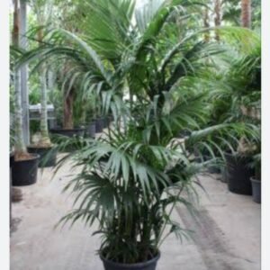 Kentiya palm