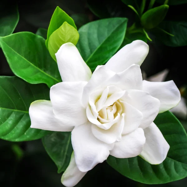 Gardenia plant