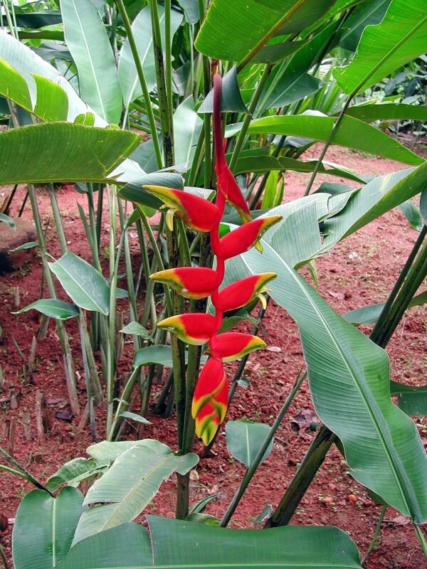 Heliconiya