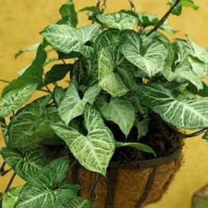 Hegig plant