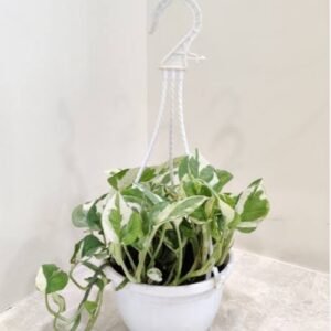 Marbal money plant