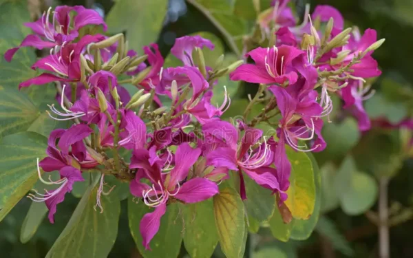 Kachnar plant