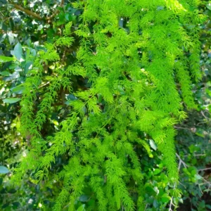 Shatavari plant